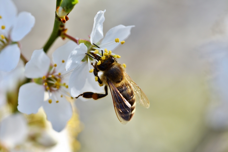 jardinerie-LA MOTTE-min_bee-4092986